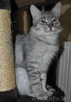 Котенок окраса «вискас» 6 мес. в дар - Изображение #6, Объявление #437898