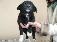 Щенки ищут хозяев - Изображение #3, Объявление #466180