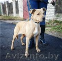 Ириска - отличная собака средних размеров отдается в дар - Изображение #2, Объявление #479161