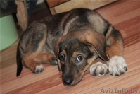 Ириска в хорошие руки! - Изображение #3, Объявление #464611