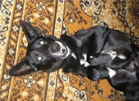 Замечательный звереныш - Изображение #1, Объявление #467433