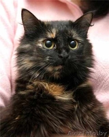 Пушистая кошечка Маркиза в дар! - Изображение #4, Объявление #460982