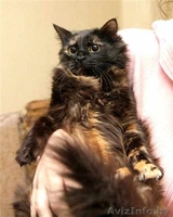 Пушистая кошечка Маркиза в дар! - Изображение #7, Объявление #460982