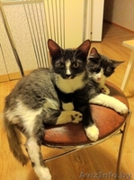 Милые котята в дар - Изображение #3, Объявление #477131
