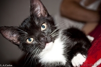 Милые котята в дар - Изображение #2, Объявление #477131