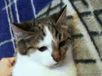 Котята, 6 месяцев, в дар - Изображение #1, Объявление #466222