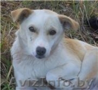  Белочка в надежные руки! - Изображение #1, Объявление #466620