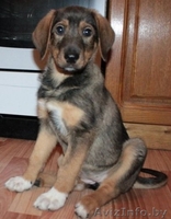 Ириска в хорошие руки! - Изображение #2, Объявление #464611