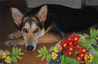 Малышка Ева мечтает о доме! - Изображение #3, Объявление #462894