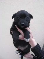 Две красавицы в дар - Изображение #1, Объявление #478414