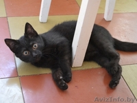 Чёрненький котёнок ищет теплый домик - Изображение #3, Объявление #468646