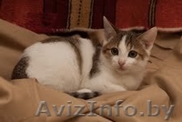 Разные красивые котятки в дар! - Изображение #7, Объявление #432308