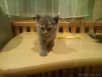 британская прелесть - Изображение #1, Объявление #458528