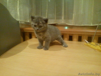 британская прелесть - Изображение #2, Объявление #458528