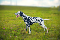 Щенки далматина ищут ответственных и любящих хозяе - Изображение #2, Объявление #474082