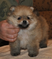 Померанский шпиц (карликовый) - Изображение #3, Объявление #437120