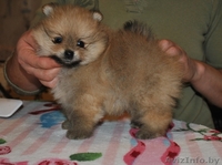 Померанский шпиц (карликовый) - Изображение #4, Объявление #437120