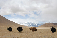 Путешествие. ИНДИЯ, НЕПАЛ, ТИБЕТ. - Изображение #4, Объявление #478744