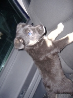 Симпатичный щенок 2 месяца, девочка,в дар! - Изображение #3, Объявление #456371