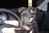 Симпатичный щенок 2 месяца, девочка,в дар! - Изображение #1, Объявление #456371