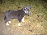 Симпатичный щенок 2 месяца, девочка,в дар! - Изображение #2, Объявление #456371