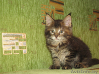 Котята Мейн-куна - Изображение #5, Объявление #478756