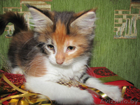 Котята Мейн-куна - Изображение #1, Объявление #478756