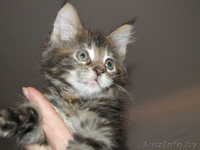 Котята Мейн-куна - Изображение #2, Объявление #478756