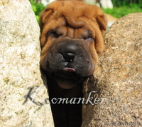 шарпей высокопородные щенки телефон: 80296733750 - Изображение #1, Объявление #483240