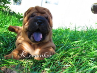 шарпей высокопородные щенки телефон: 80296733750 - Изображение #2, Объявление #483240