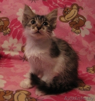 Дзве пухнатыя коткі-сястрычкі шукаюць новы дом - Изображение #2, Объявление #465198