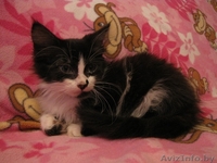 Дзве пухнатыя коткі-сястрычкі шукаюць новы дом - Изображение #3, Объявление #465198