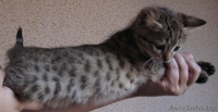 кошечки от  мраморного бенгала - Изображение #1, Объявление #461265