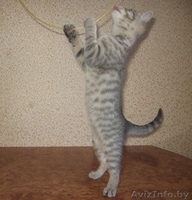 кошечки от  мраморного бенгала - Изображение #2, Объявление #461265