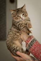 Разные красивые котятки в дар! - Изображение #8, Объявление #432308