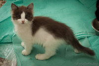 Разные красивые котятки в дар! - Изображение #6, Объявление #432308