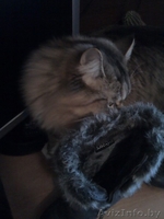 Женские сапожки 36 размер - Изображение #6, Объявление #471082