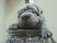 шарпей высокопородные щенки - Изображение #2, Объявление #483239