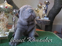 шарпей высокопородные щенки - Изображение #5, Объявление #483239