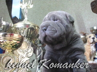 шарпей высокопородные щенки - Изображение #4, Объявление #483239