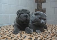 шарпей высокопородные щенки - Изображение #6, Объявление #483239