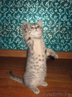 кошечки от мраморного бенгала - Изображение #1, Объявление #461244