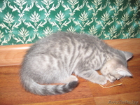 кошечки от мраморного бенгала - Изображение #2, Объявление #461244