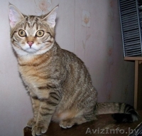 КИТТИ - малышка лесного окраса, прим.3,5 мес. - Изображение #3, Объявление #456355