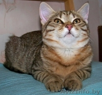 КИТТИ - малышка лесного окраса, прим.3,5 мес. - Изображение #2, Объявление #456355