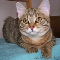 КИТТИ - малышка лесного окраса, прим.3,5 мес. - Изображение #1, Объявление #456355