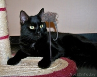 Леопольд - добродушный кот ищет дом!!!  - Изображение #1, Объявление #460652