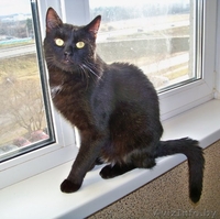 Леопольд - добродушный кот ищет дом!!!  - Изображение #2, Объявление #460652