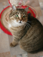 Леся - золотисто-лесная кошка в дар! - Изображение #2, Объявление #482585