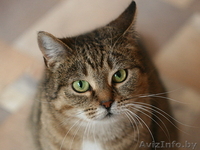 Леся - золотисто-лесная кошка в дар! - Изображение #1, Объявление #482585